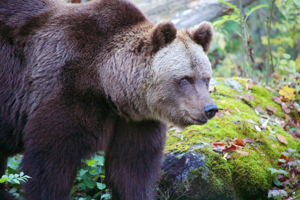 karhu Baijerin metsäpuistossa Saksassa
 - Valokuva, kuva