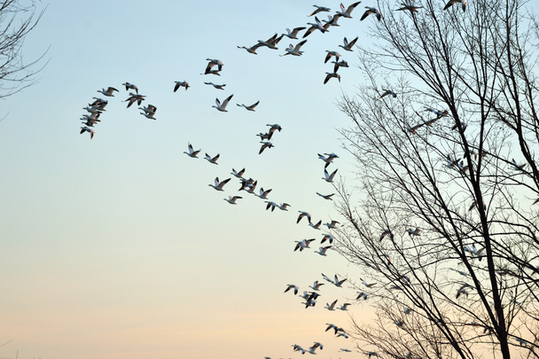 Sneeuw ganzen migratie vliegen - Foto, afbeelding