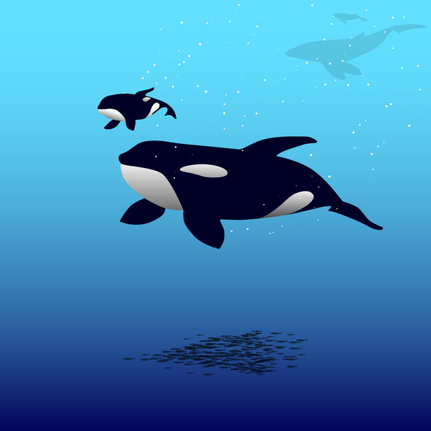 Vector illustration of a killer whale - Vector, afbeelding