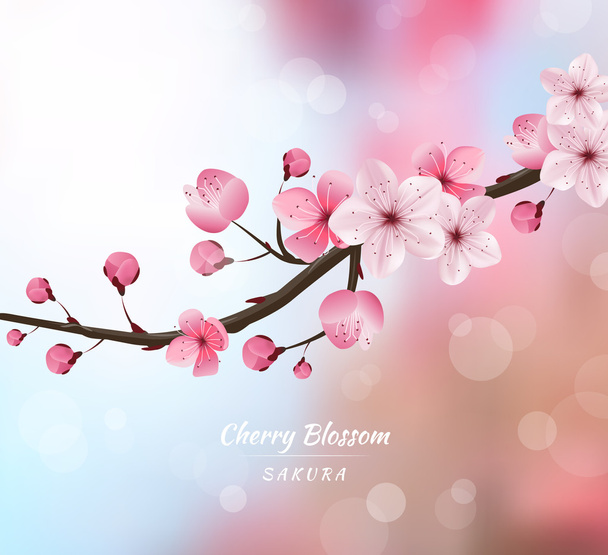 cherry blossom realistic vector, blur background - Vector, Image