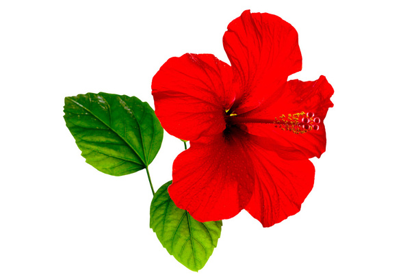 Czerwony hibiscus z rosy krople na białym tle - Zdjęcie, obraz