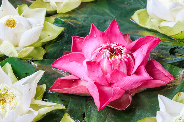 Group of pink and white lotus blossoms in the sink. - Photo, Image