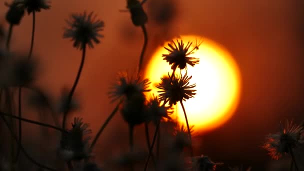 Dziki kwiat na zachodzie słońca. - Materiał filmowy, wideo