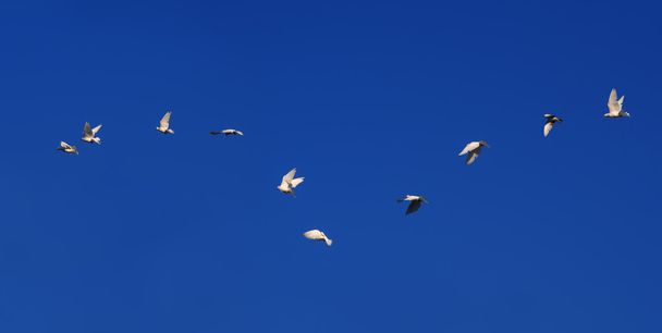 Tauben fliegen gegen blauen Himmel - Foto, Bild