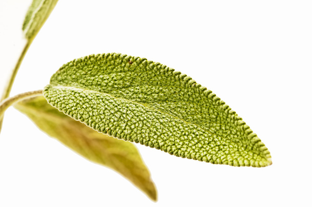 Sage leaf - Zdjęcie, obraz