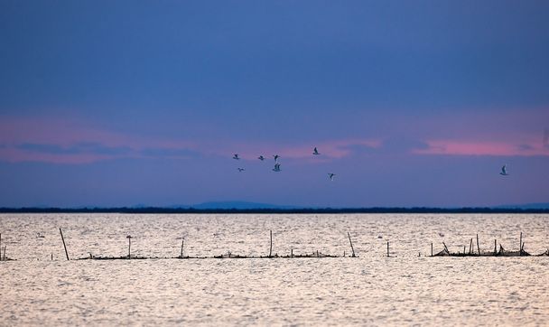 Seascape in Camargue - Photo, Image