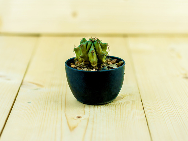 Small Cactus pot plants on wooden table - Foto, afbeelding