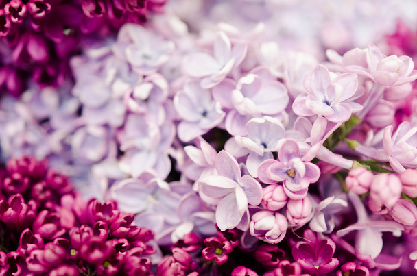 Lilac - Zdjęcie, obraz