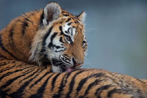 Louveteau tigre de Sibérie (Panthera Tigris Altaica
) - Photo, image