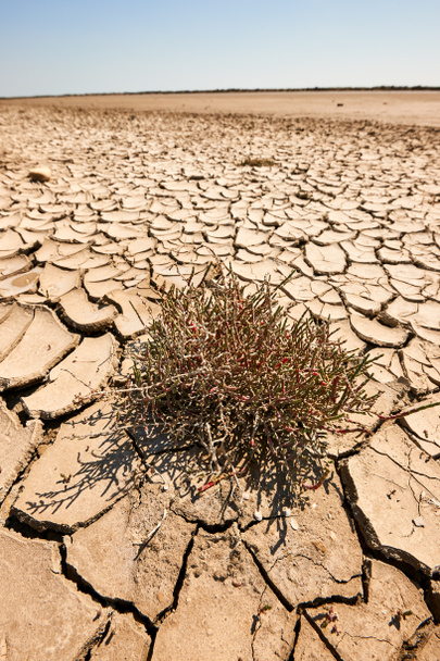 kurak ve atık toprak - Fotoğraf, Görsel