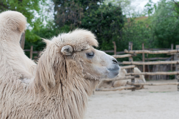 Bactrisch, kameel - Foto, afbeelding