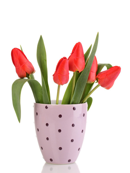 Beautiful tulips in pot isolated on white - Fotoğraf, Görsel