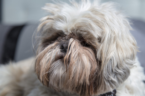 Carino peloso animale domestico cane ritratto su un divano scuro
 - Foto, immagini
