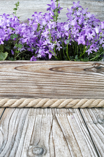 Púrpura campanula azul sino flores no fundo de madeira
 - Foto, Imagem