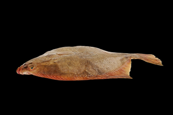 Flatfish. - Photo, Image