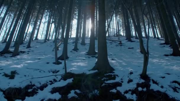 sol en el bosque de abeto
 - Metraje, vídeo