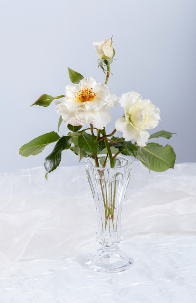 Beautiful white roses - Foto, Imagen