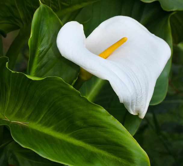 weiße Calla-Lilie mit grünem Laub - Foto, Bild