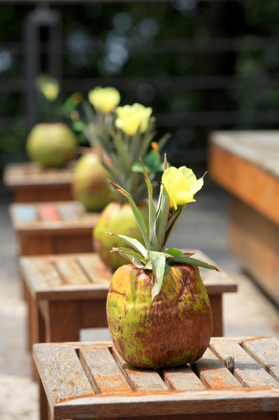 Panelas de flores de coco
 - Foto, Imagem