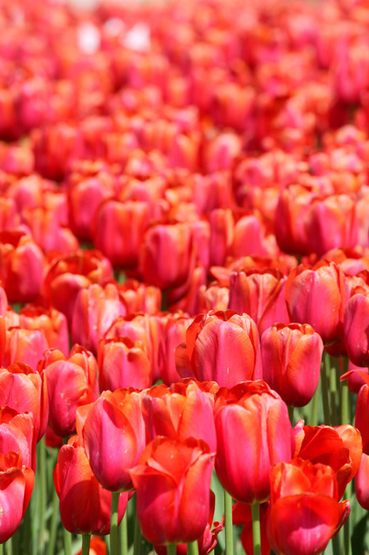 Цветочное поле тюльпанов
 - Фото, изображение