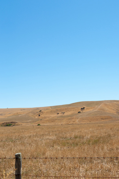 Sequía seca afecta a tierras de cultivo Wairarapa Nueva Zelanda
. - Foto, imagen