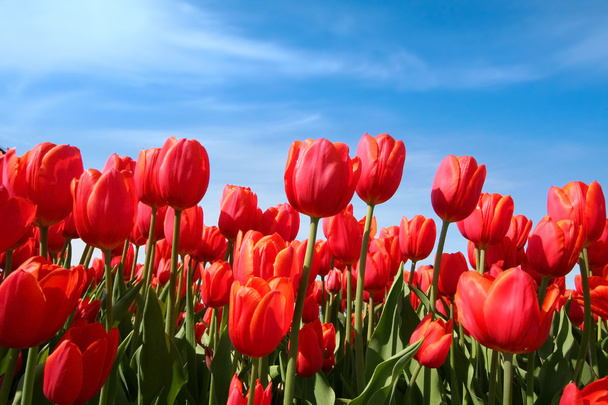 czerwone kwiaty tulipan w ogrodzie - Zdjęcie, obraz