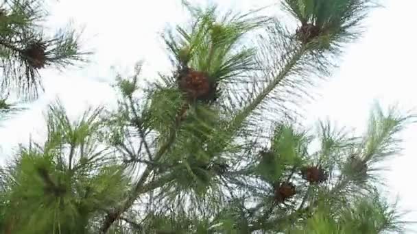 Spar boomtak met vele fir kegels verplaatsen in wind wind, blauwe lucht - Video