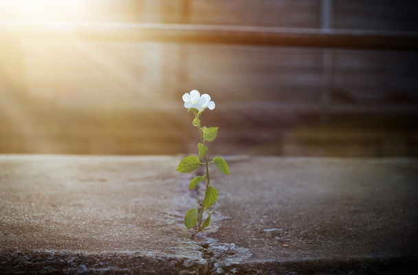 flor branca crescendo na rua crack em raio de sol, foco suave
 - Foto, Imagem
