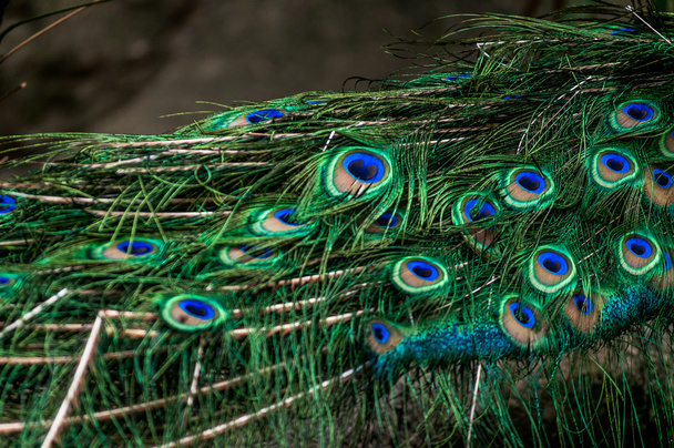 Penas de pavão bonitas
 - Foto, Imagem