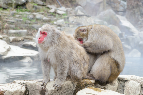 Opice v Jigokudani Monkey Park nebo Snow Monkey - Fotografie, Obrázek