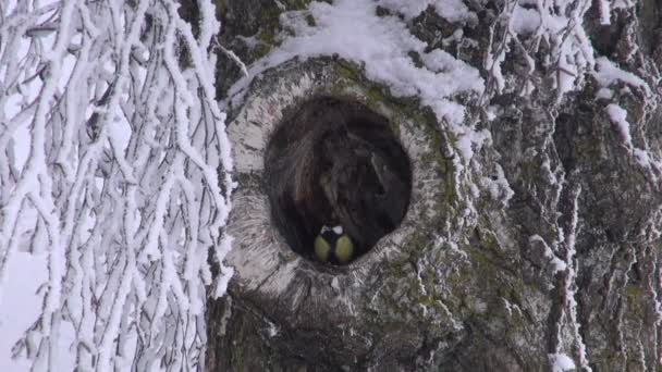 Great tit perching in a hole of birch tree - Footage, Video