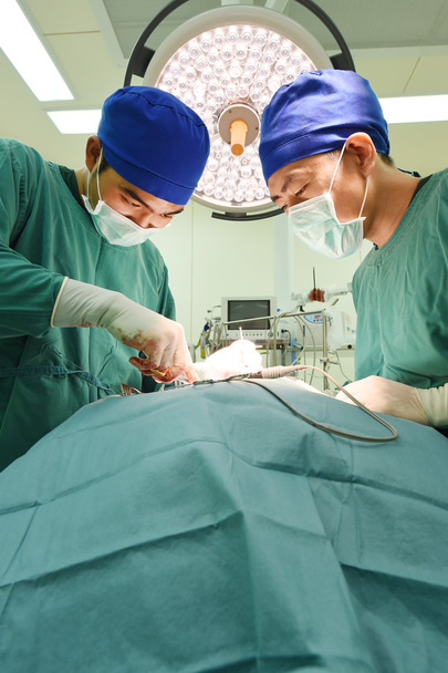 dwóch lekarzy weterynarii na sali operacyjnej - Zdjęcie, obraz
