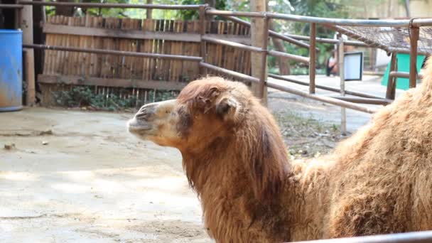 Bliska camel leżącego w stajni, Tajlandia - Materiał filmowy, wideo