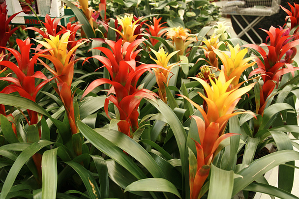 Guzmania flower tricolor - Photo, Image