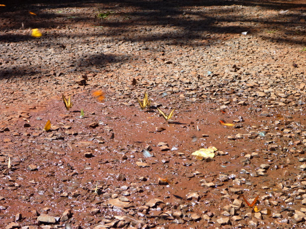 kleine kleurrijke vlinders op de grond - Foto, afbeelding
