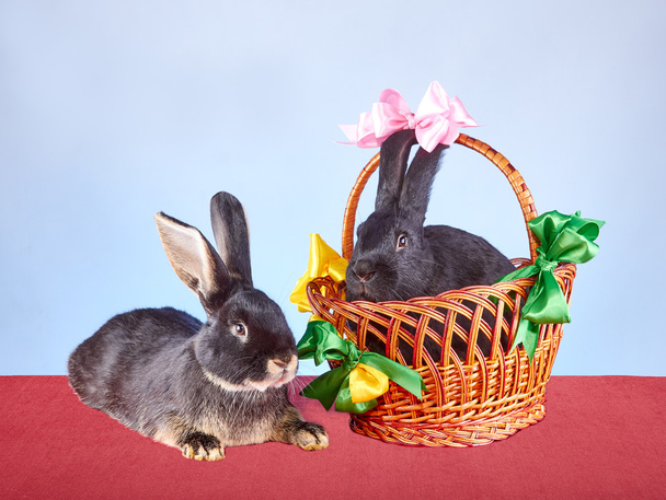 Coelhinhos bonitos e uma cesta decorada com fitas coloridas
 - Foto, Imagem