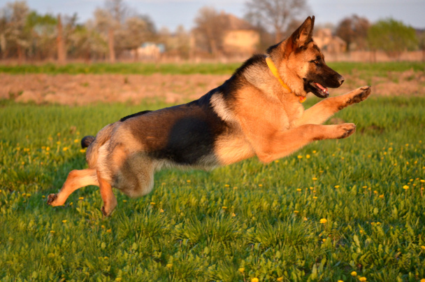 Alman çoban köpeği - Fotoğraf, Görsel