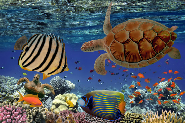 Coral Reef and Tropical Fish iin the Red Sea, Egypt   - Photo, Image