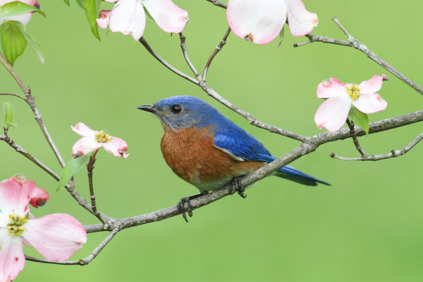 Bluebird with Dogwood flowers - Photo, Image