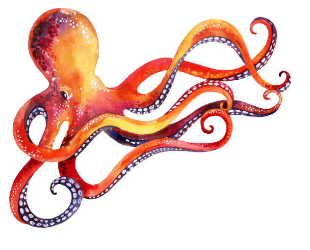 Octopus geïsoleerd op witte achtergrond - Foto, afbeelding