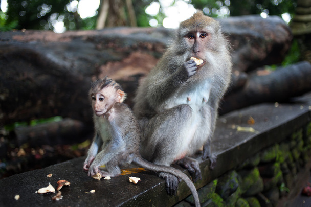 μαϊμού στη ζούγκλα - Φωτογραφία, εικόνα