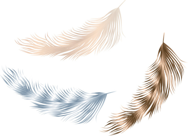 three birds feathers - Vector, Image