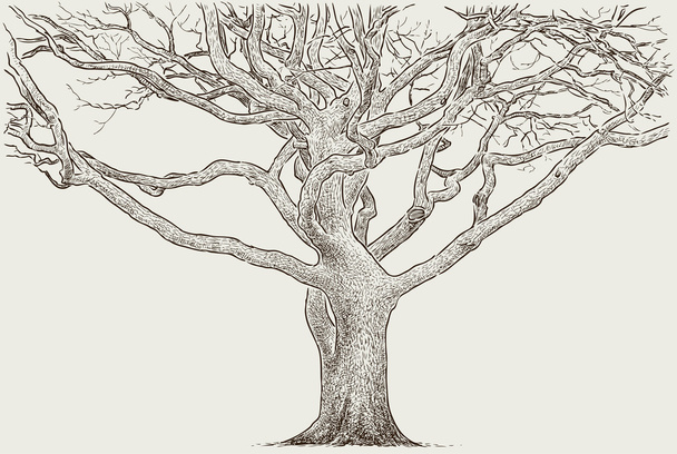 Bagażnik starego drzewa - Wektor, obraz