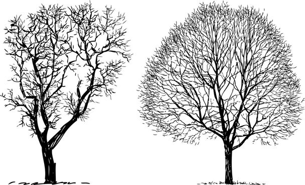 silhouettes of the trees - Vector, Image