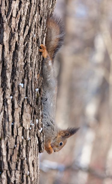 scoiattolo su un tronco d'albero - Foto, immagini