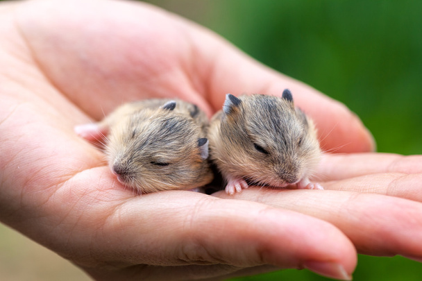Hamsterwelpen auf der Handfläche - Foto, Bild