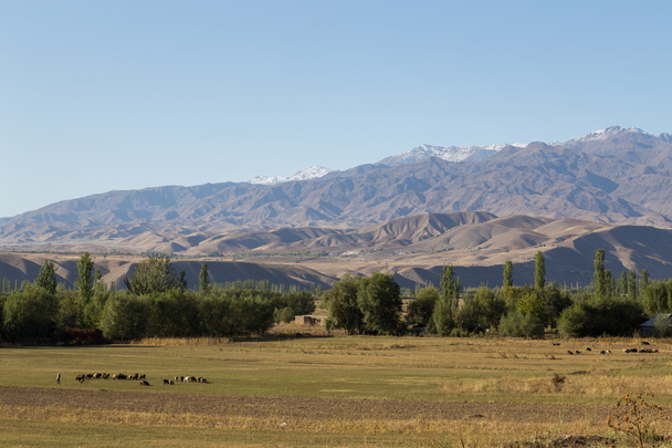 Grazing sheep and beautiful landscape in Kyrgyzstan - Photo, Image