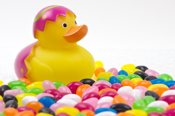 Easter Duck - Photo, Image