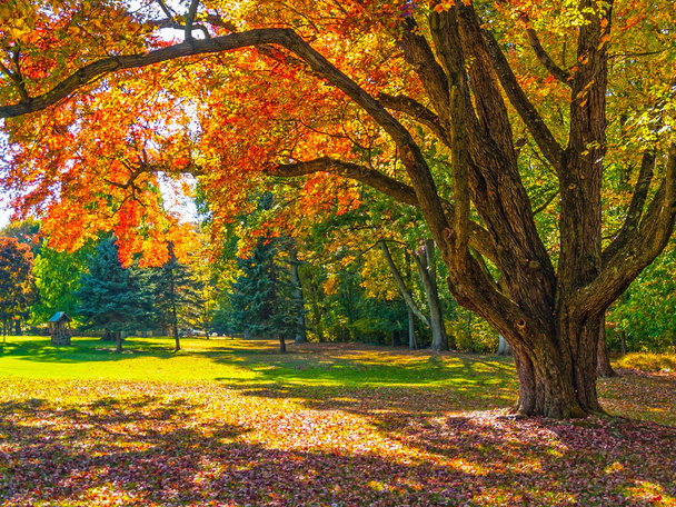 Schattenbaum im Herbst - Foto, Bild