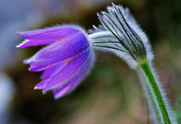 Detail van paarse bloem - Foto, afbeelding